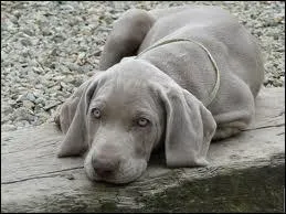 Quelle race de chien est-ce ?