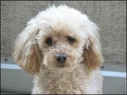 Quelle race de chien est-ce ?