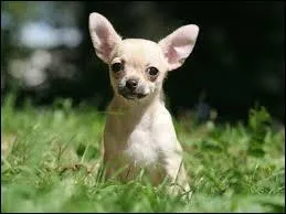 Quelle race de chien est-ce ?