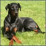 Quelle race de chien est-ce ?