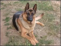 Quelle race de chien est-ce ?