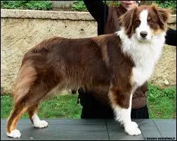 Quelle race de chien est-ce ?
