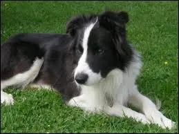 Quelle race de chien est-ce ?