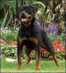 Quelle race de chien est-ce ?