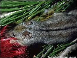 De quoi se nourrit uniquement la souris  miel ?