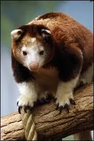 Quel est le principal prdateur du dendrolague ?