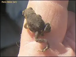 Comment le crapaud-citerne absorbe-t-il l'eau ?