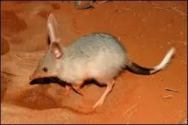 Combien mesurent les petits des bandicoots lapins  la naissance ?