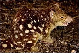 Trs agile, c'est un terrible chasseur qui vit surtout dans les arbres, quel est cet animal ?