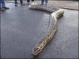 Combien mesure le python d'Australie ?