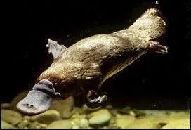La femelle ornithorynque pond des oeufs, mais est-elle vraiment un mammifre ?