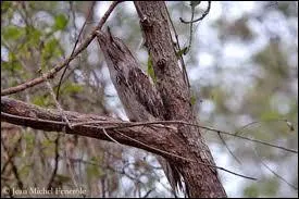 Que voyez-vous sur cette photo ?