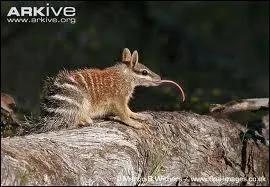 Que mange le numbat ?