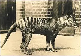 Accus d'avoir tu de nombreux moutons, le loup de Tasmanie est devenu l'ennemi  abattre, en quelle anne a-t-il t extermin ?