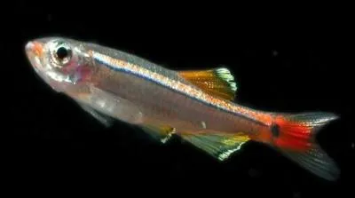 Quel est le surnom du tanichthys ?