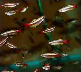 Quelle est, environ, la taille d'un tanichthys ?