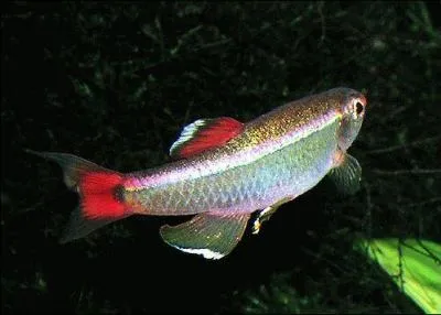 De quelle famille fait partie le tanichthys ?