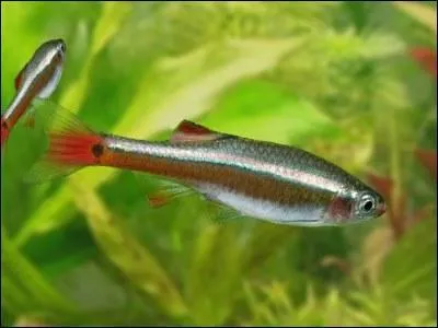 Quelle est environ sa dure de vie ?