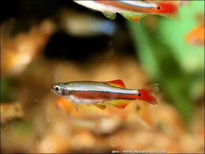 Il existe une varit de tanichthys appele  gold .