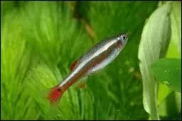 Les tanichthys sont :