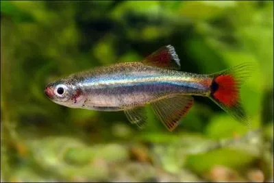 Les tanichthys aiment les eaux froides.