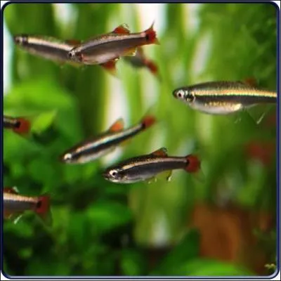 On peut les mettre dans un bassin extrieur sans problme.