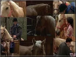 Qui est ce cheval ?