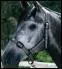 Qui est ce cheval ?