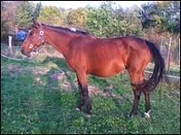 Quelle est cette robe ?