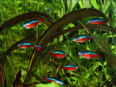 Le cardinalis vit dans :