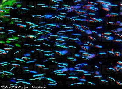 Il existe des cardinalis avec des voiles.