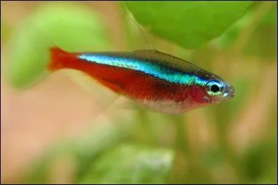 De quelle famille le cardinalis fait-il partie ?