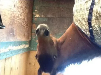 De quelle robe est ce poney ?