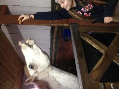 Que fait ce cheval ?