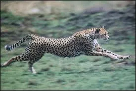  quelle vitesse peut courir un gupard ?