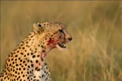 Combien de kilos de viande peut manger un gupard en un seul repas ?