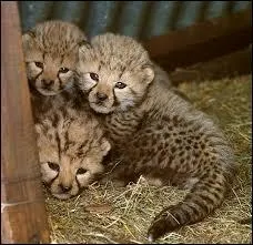 Combien pse un bb gupard  la naissance ?