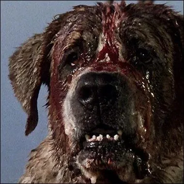 C'est un mlange de Saint-Bernard et de chauve-souris, allez vous l'adopter ?