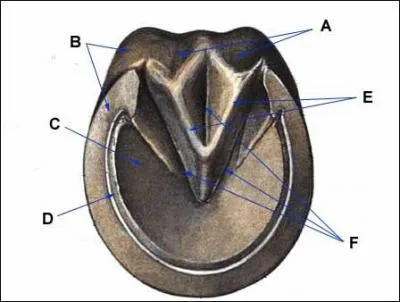 Dans le pied, quelle partie du sabot ne pouvons-nous pas toucher avec le cure-pieds ?