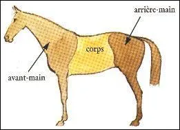Le cheval a 3 parties, lesquelles ?
