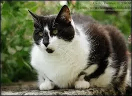 Dans le tome 1, qui est le gros chat domestique qui vient d'aller chez le vtrinaire ?