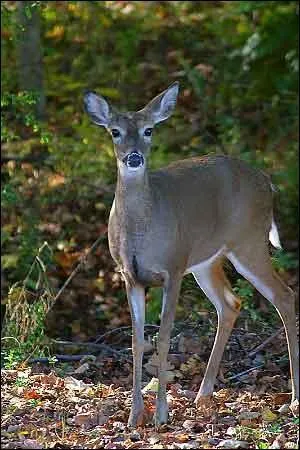 Quelle est la traduction anglaise de ce terme :  biche  ?