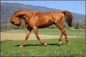 Quelle est la robe de ce cheval ?