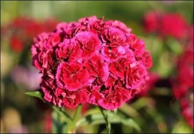 Quelle est la traduction anglaise de ce terme :  oeillet  ?