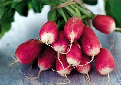 Quelle est la traduction anglaise de ce terme :  radis  ?