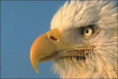 Quelle est la traduction anglaise de ce terme :  bec  ?