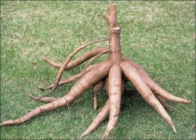 Quelle est la traduction anglaise de ce terme :  manioc  ?
