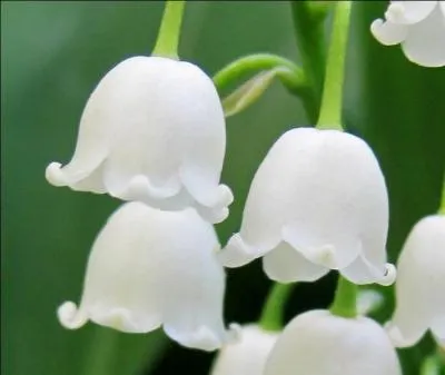 Quelle est la traduction anglaise de ce terme :  muguet  ?