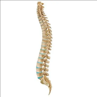 Quelle est la traduction anglaise de ce terme :  colonne vertbrale  ?