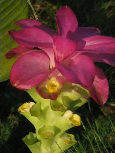 Il tait autrefois appel le  safran des Indes , employ notamment dans le Columbo antillais, de quoi s'agit-il ?